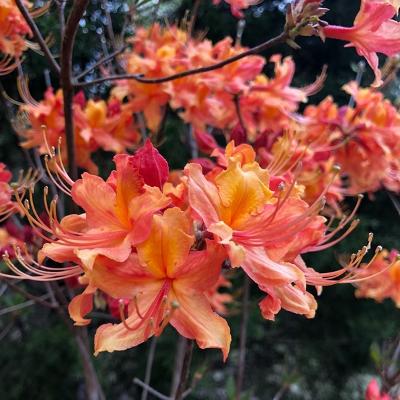 Meet your Posher, Lisa - Picture 1 of 1